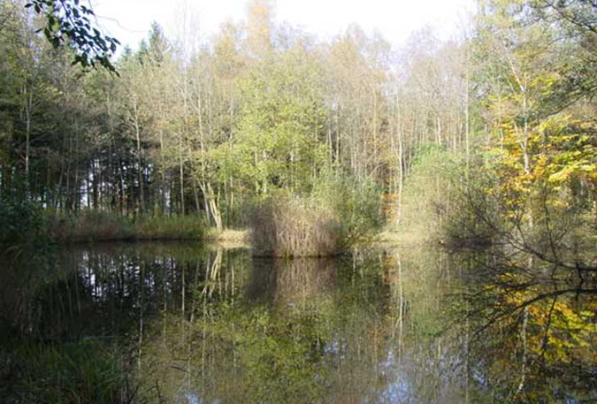 Datei:Waldweiher.jpg